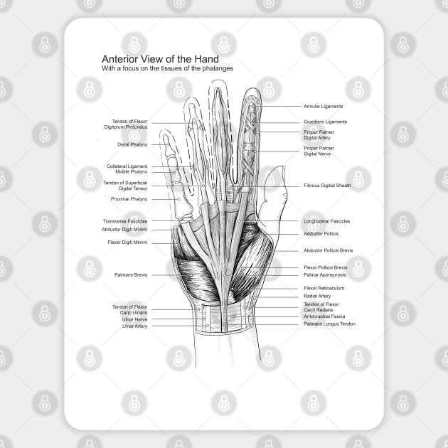 Black and White Hand Dissection Illustration Sticker by emadamsinc